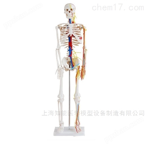 知能医学人体骨骼模型厂家电话