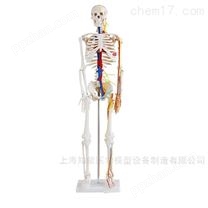 知能医学人体骨骼模型厂家电话