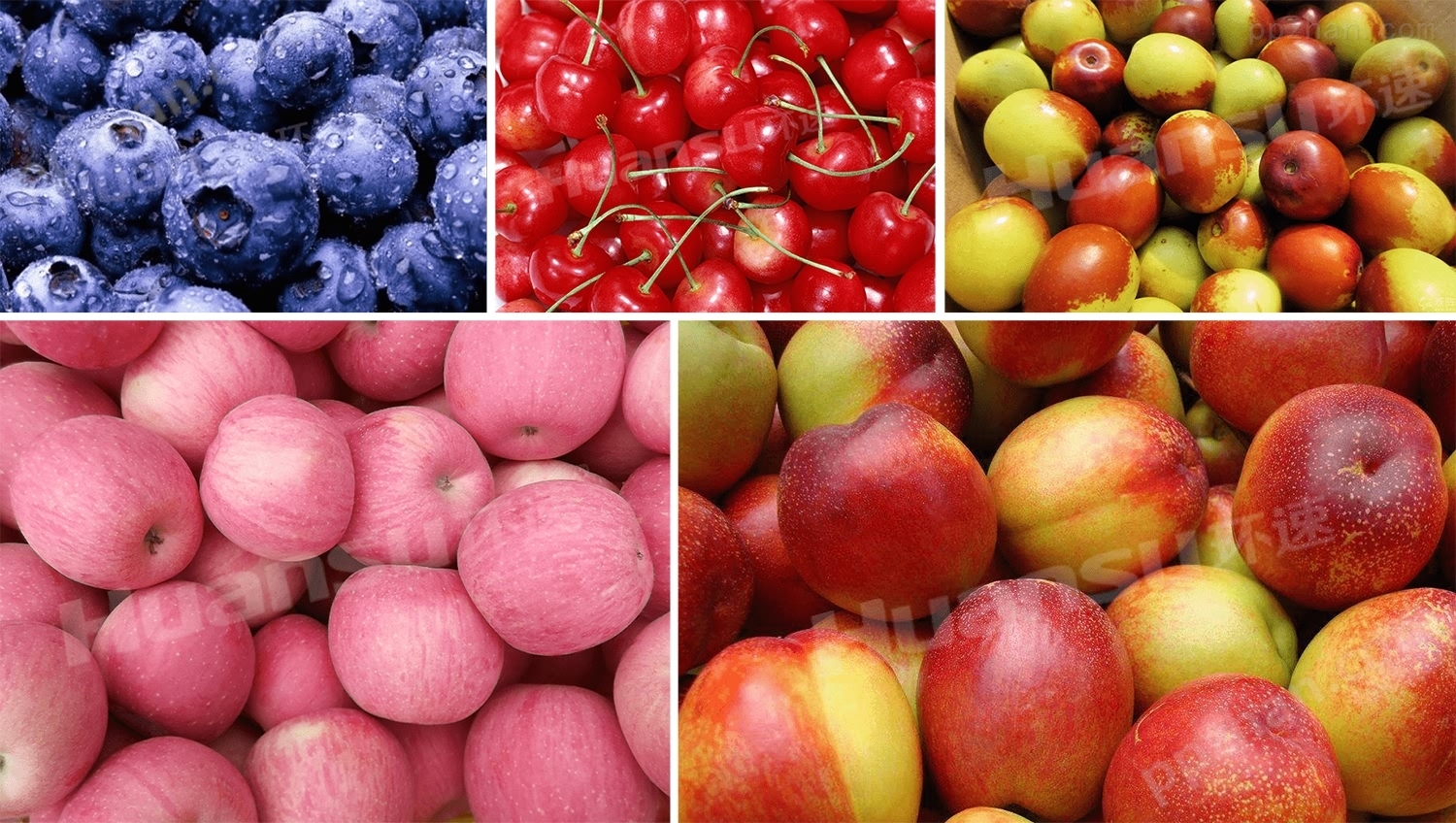 鲜食清洗机-水果系列